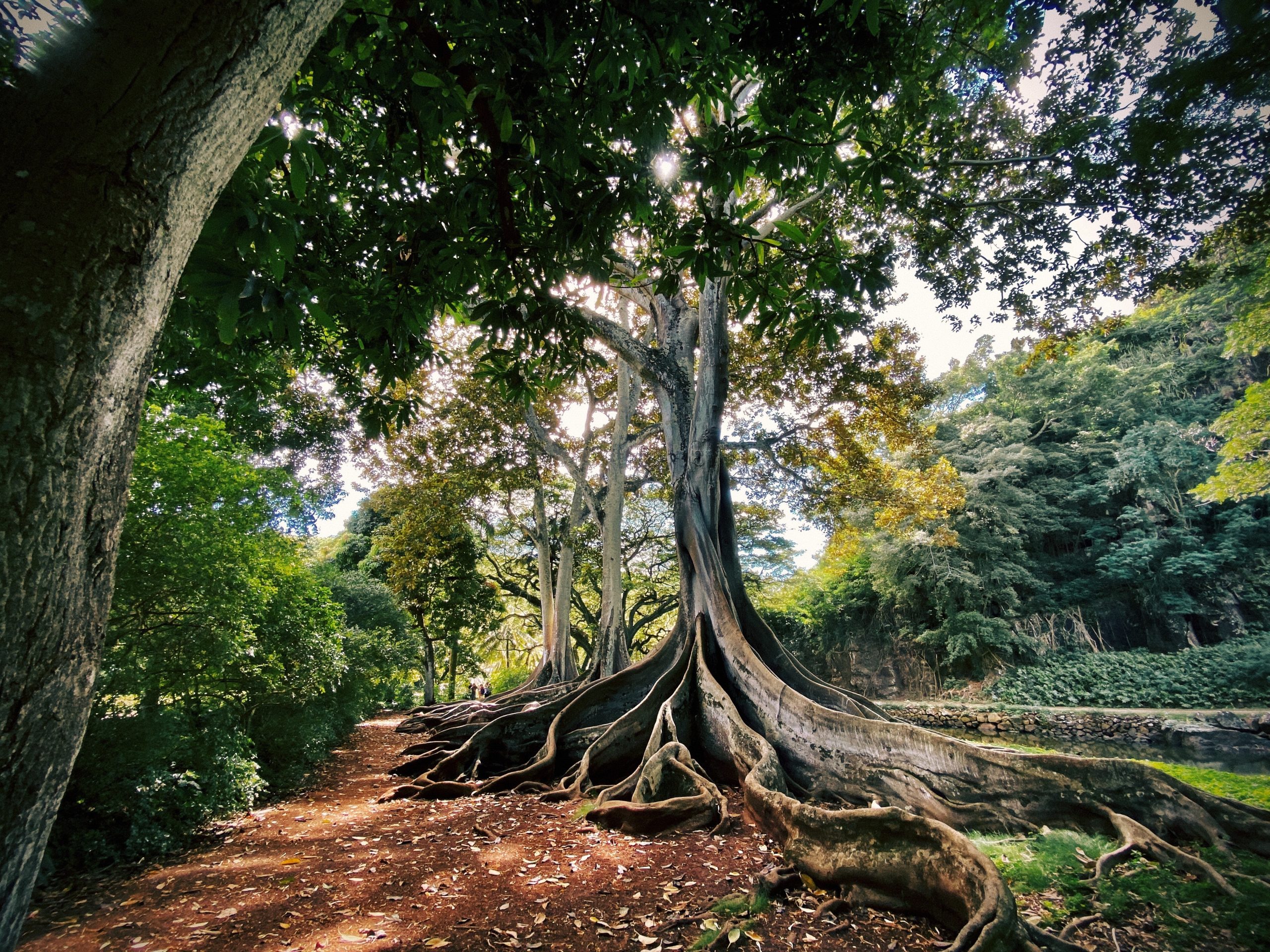 arbre-dans-champ-au-petit-matin
